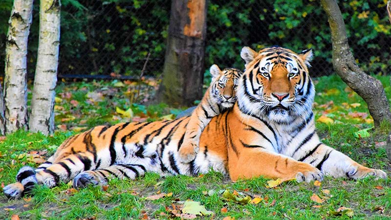 A tiger and tiger cub