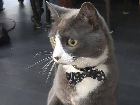 Boone, a grey and white cat wearing a bowtie