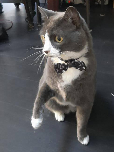 Boone, a grey and white cat wearing a bowtie.