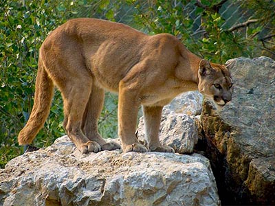 A cougar