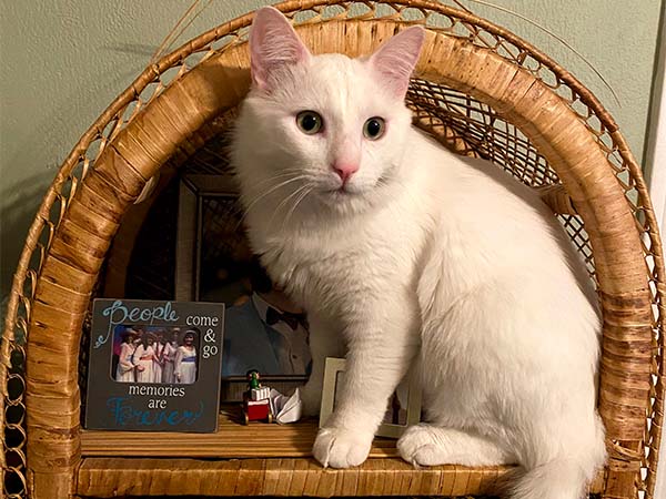 Gunner, a fluffy white cat