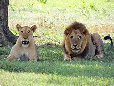 A pair of lions, one female and one male