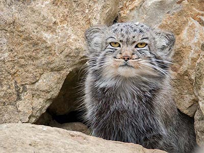 A Pallas's cat