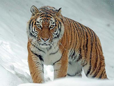 A tiger