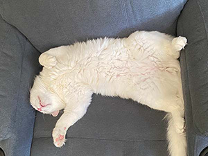 A white cat